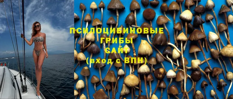 Галлюциногенные грибы MAGIC MUSHROOMS  Дмитриев 